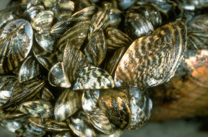 Zebra mussels