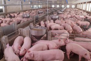 6 Ways to Boost Hog Farm Biosecurity on Your Operation