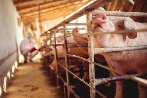 Learn How the Right Pressure Washer is an Essential Part of Pig Farm Biosecurity