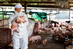 How to Keep a Hog Farm Clean With a Hot Water Pressure Washer - Hydro Tek